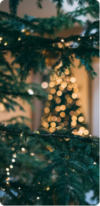 An out of focus picture of a Christmas tree, with the lights appearing as glowing circles.